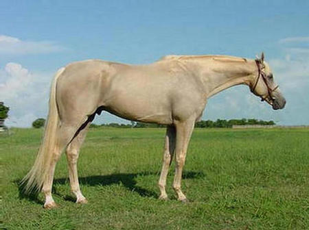 RFF Kings Ransom ( Bassy's grandsire)