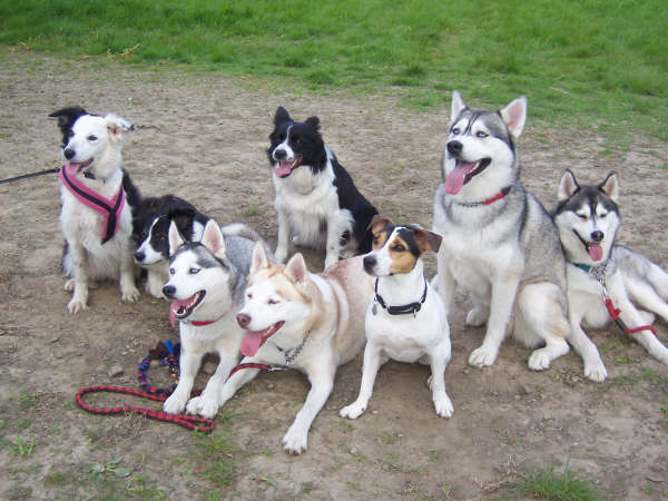 more dogs