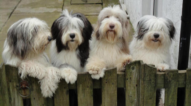 Poppy and friends