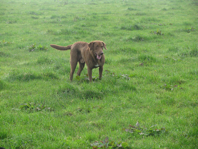 Harvey - Gentle Giant - everyone loved him