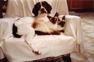 Shyla, Cassie and Kitten