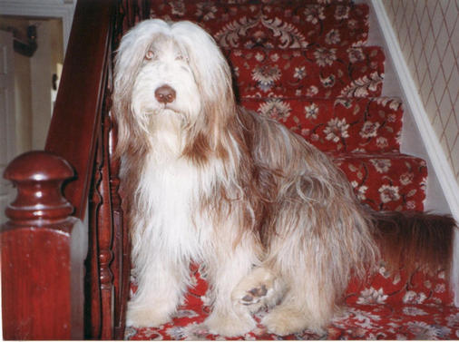 Cinnamon Todd (Toddy) 1993 - 2005