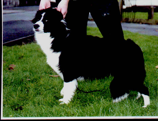 Miraje Texas Ranger ( Tex ) Jez's sire