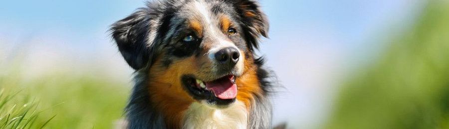 border collie puppies champdogs