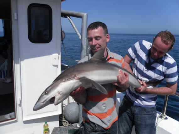 tope fishing northern ireland