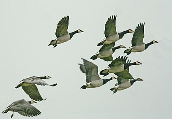 geese arrival