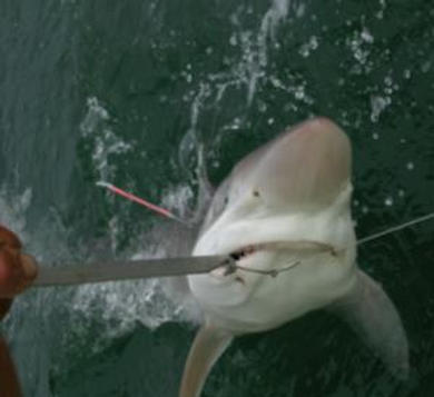 tope fishing swilly culdaff donegal