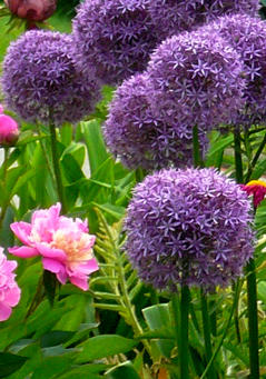 purple flower