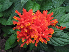 Red flower