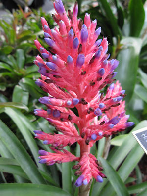 pink flower and purple tips