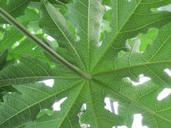 Looking Skyward at Tree Life