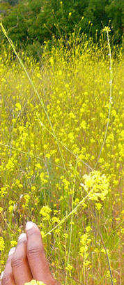 hand in a field of yellow flowers