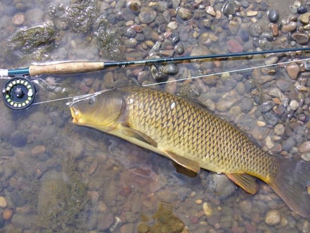 FLYFISHING MONTANA CARP