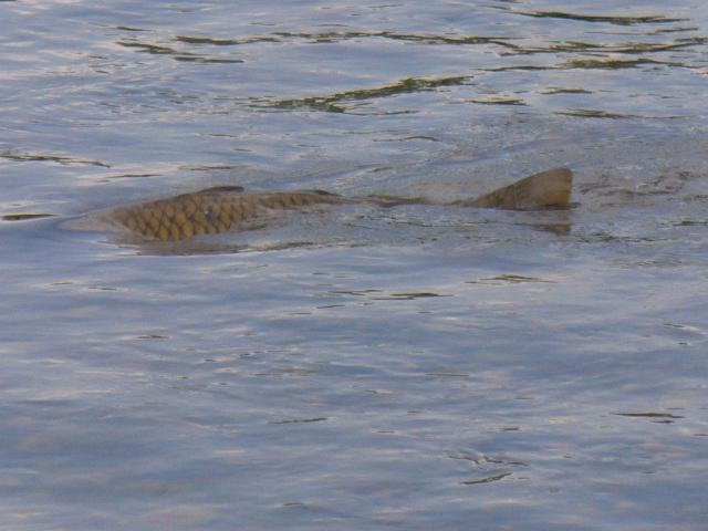 MONTANA CARP ON FLY ROD