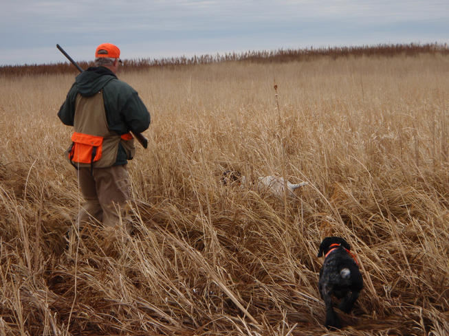 South Dakota pheasant hunting