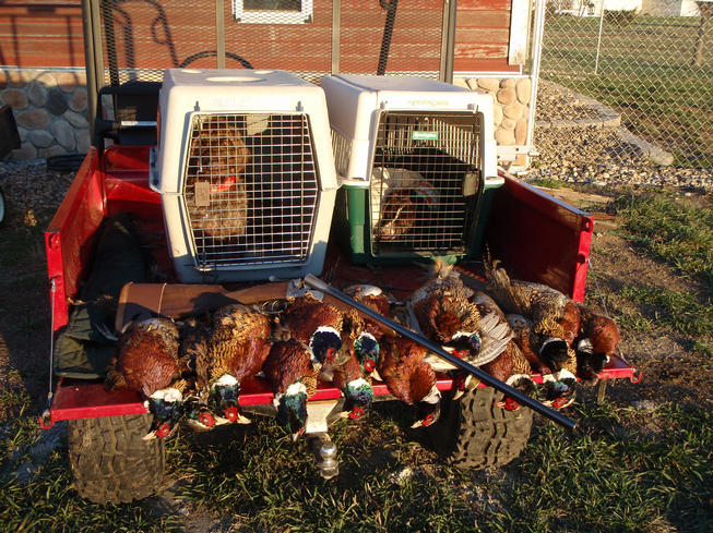 SOUTH DAKOTA PHEASANT HUNTING