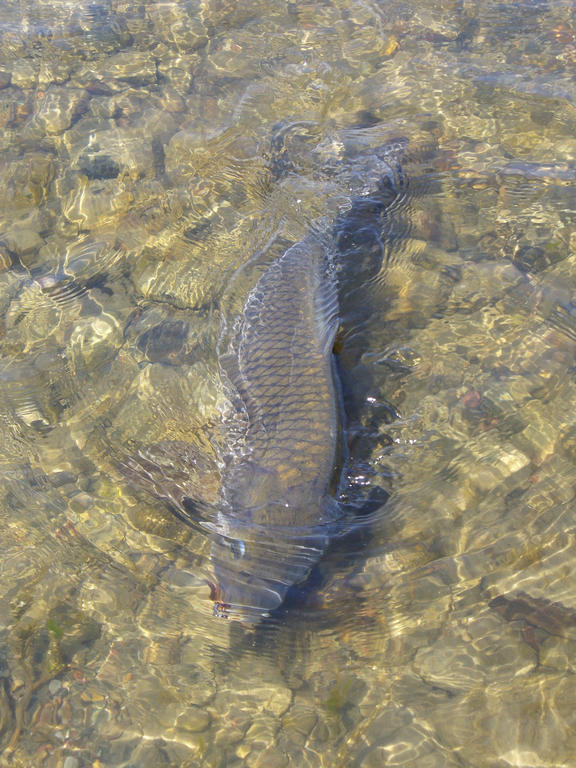 Flyfishing Carp Missouri river