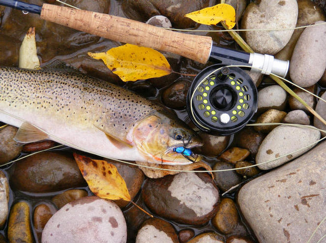 blackfoot river cutthroat
