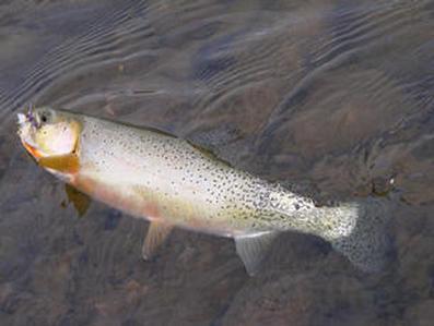 MISSOURI RIVER TROUT FLYFISHING cutthroat