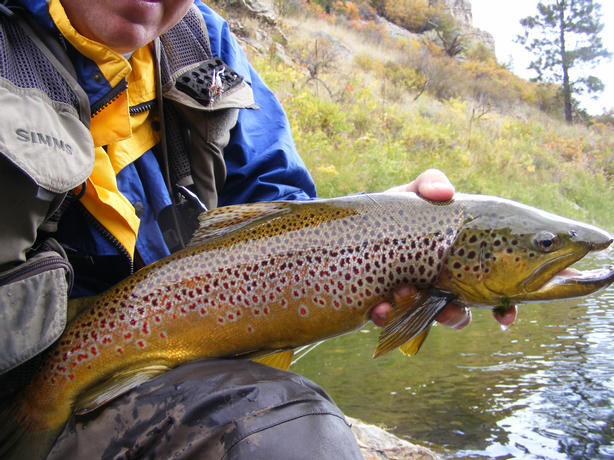 FLYFISHING MISSOURI RIVER TROUT