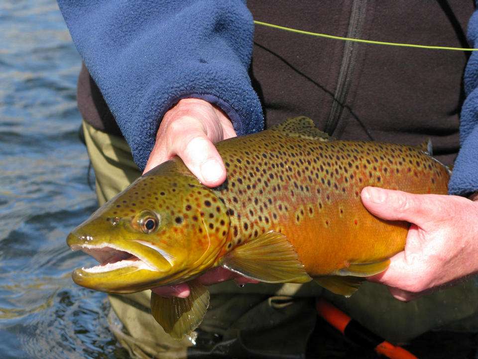 MISSOURI RIVER TROUT FLYFISHING