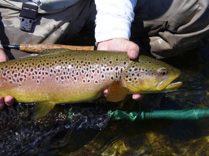DEARBORN  MISSOURI RIVER BROWN TROUT