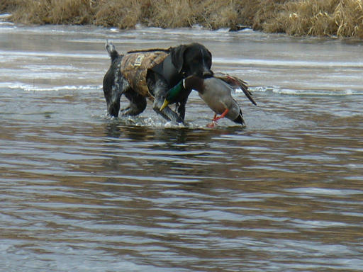 South Dakota waterfowl hunting.