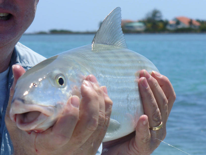 Florida keys flyfishing for Bonefish