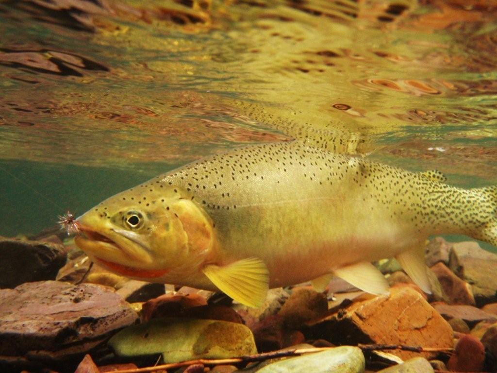 MONTANA FLYFISHING TROUT GUIDE MISSOURI RIVER