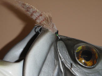 MISSOURI RIVER TROUT FLYFISHING