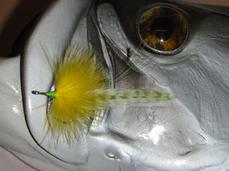 MISSOURI RIVER TROUT FLYFISHING