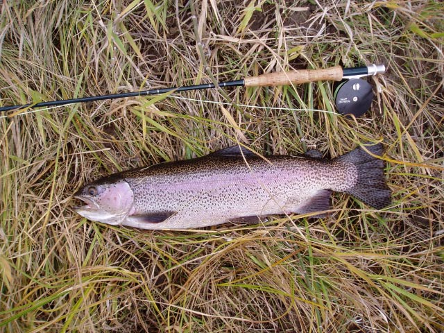 MISSOURI RIVER TROUT FLYFISHING