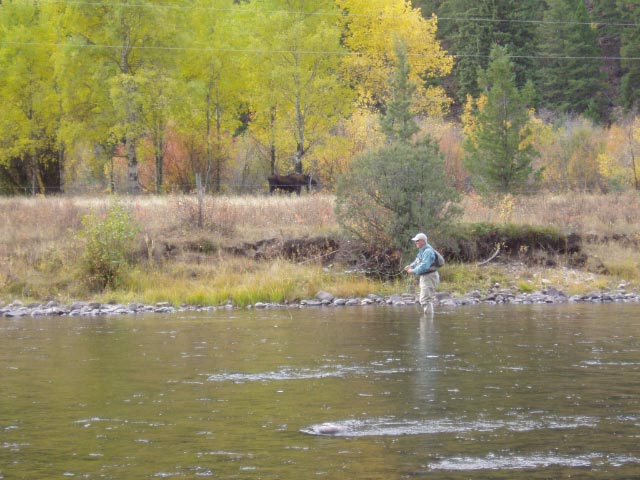 FLYFISHING THE BLACKFOOT W/ MOOSE