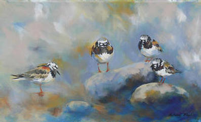 birds turnstones