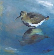 Sanderling