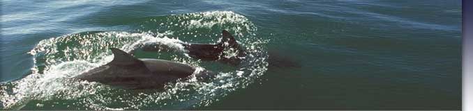 Dolphins in the Sea