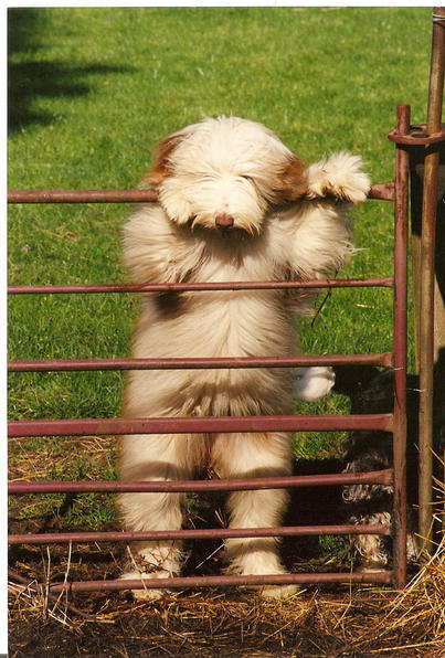 'Hetty' looking at the sheep.