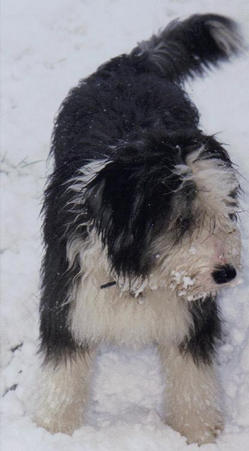  A snow puppy.