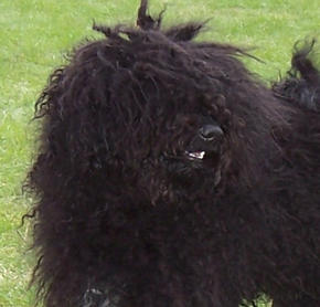 Percy having a bad hair day!