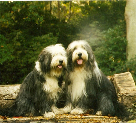 Angus& April litter brother & sister.
