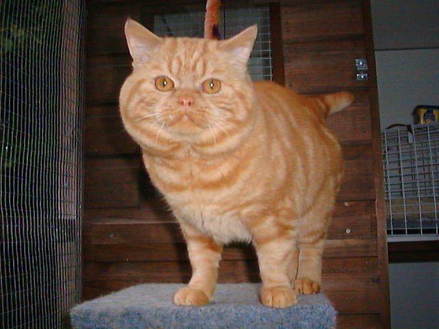 Bertie,