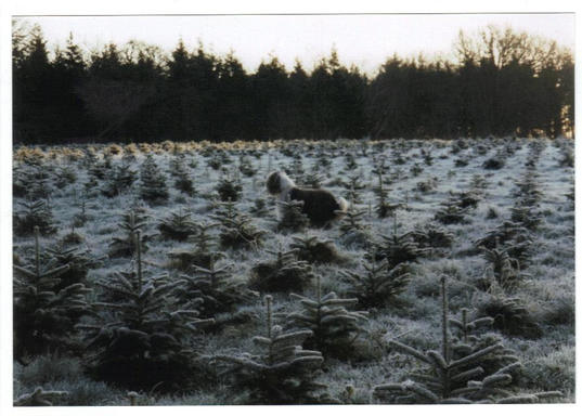 Higgin out on a frosty mornings walk