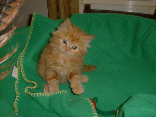Red Tabby ( fluffy)