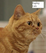 Rapley cats