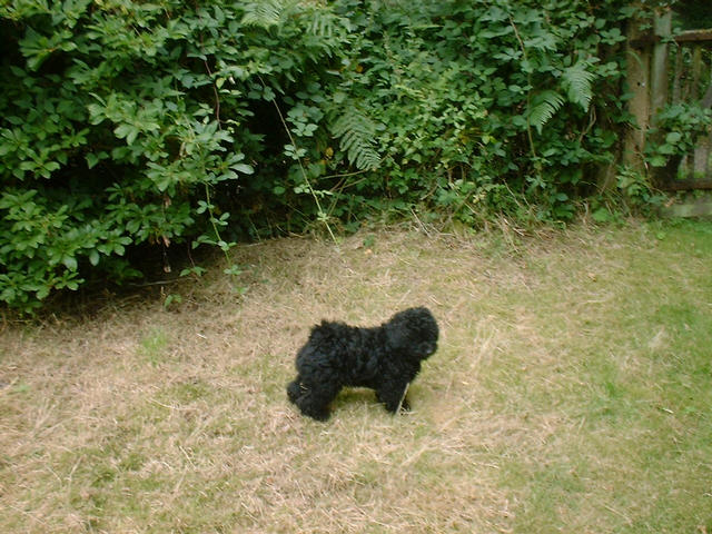 Percy in a show pose !!