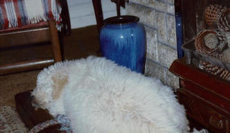 William as a fat puppy!