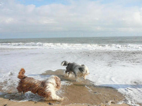 Bearded Collies in the Sea