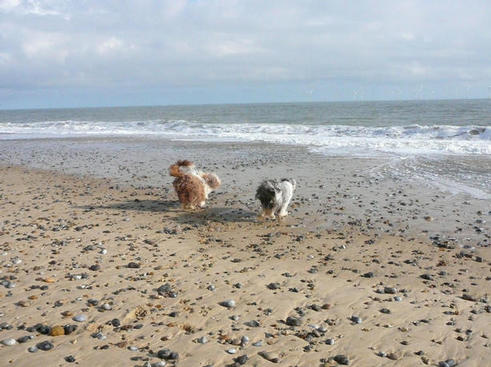 Bearded Collies in the sea