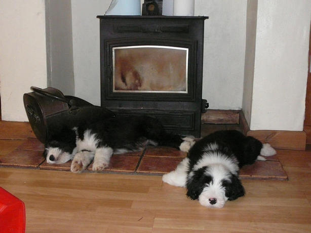Bearded Collie Puppies