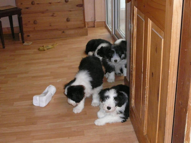 Bearded Collies Puppies